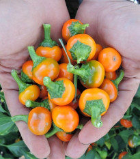 Chilli oranžové Korál - Capsicum annuum - semena chilli - 7 ks